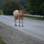 SP 230 tra Verrone e Benna, animali in strada SP 230 tra Verrone e Benna, animali in strada