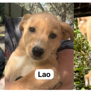 Cuccioli in cerca di casa: Leo, Lao e Minnie