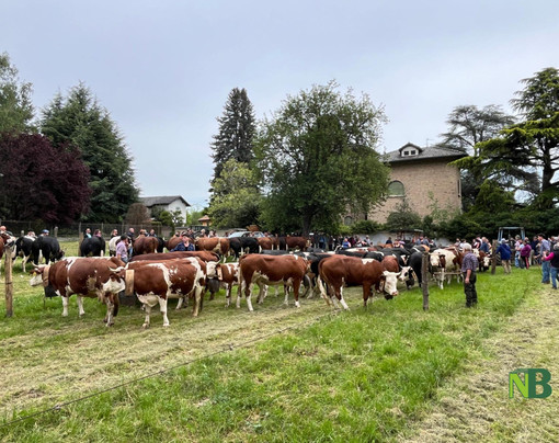 Fiera Primaverile di Maggio a Graglia: tre giorni di tradizioni, allevatori e festa per le famiglie (foto di Massimo Giacobbe per newsbiella.it)