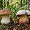 Funghi, attenzione alle specie tossiche: controlli gratuiti dell’ASL Bi Funghi, attenzione alle specie tossiche: controlli gratuiti dell’ASL Bi