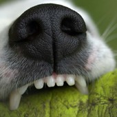 Mongrando, aggredito da un cane mentre passeggia: brutta disavventura per un 58enne (foto di repertorio) Mongrando, aggredito da un cane mentre passeggia: brutta disavventura per un 58enne (foto di repertorio)