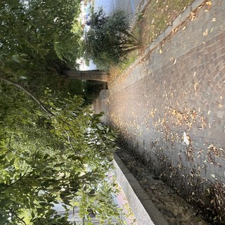 "Viale Matteotti, i rami ad altezza uomo..." "Viale Matteotti, i rami ad altezza uomo..."