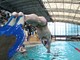 Nuoto pinnato - Gli italiani Master e il Trofeo Biella Auto alla Rivetti