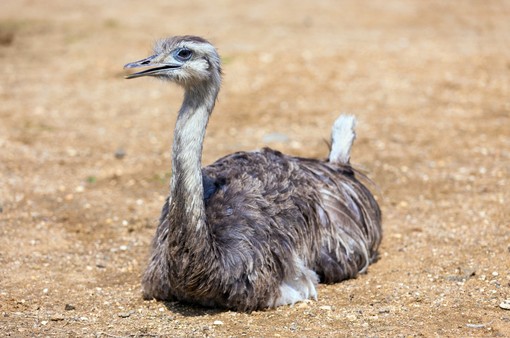 nandù carabinieri nandù carabinieri
