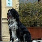 Appello per Olmo: aiutiamolo a tornare a casa