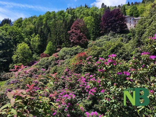All’Oasi Zegna le fioriture della Conca dei Rododendri, al via le passeggiate di maggio e giugno (foto di repertorio) All’Oasi Zegna le fioriture della Conca dei Rododendri, al via le passeggiate di maggio e giugno (foto di repertorio)