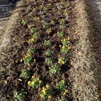 valle cervo valle cervo