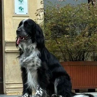 Appello per Olmo: aiutiamolo a tornare a casa