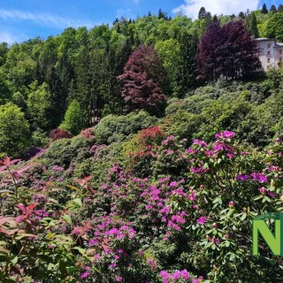 All’Oasi Zegna le fioriture della Conca dei Rododendri, al via le passeggiate di maggio e giugno (foto di repertorio)