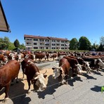 Si è rinnovato a Pralungo il tradizionale Raduno Zootecnico