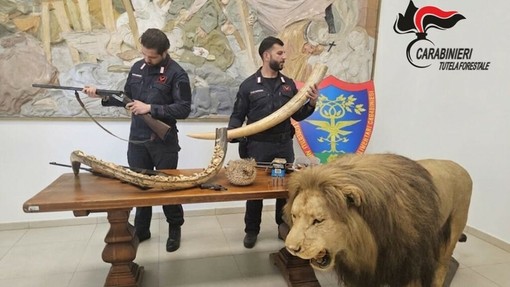 Dal Nord Ovest - Trappole nei boschi del Ticino, poi il blitz: sequestrati armi e un leone impagliato