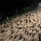 Pavignano, un gregge in transumanza popola via Ogliaro nella notte VIDEO Pavignano, un gregge in transumanza popola via Ogliaro nella notte VIDEO