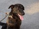Cani alla catena, scattano multe e denunce: ecco cosa prevede la legge Cani alla catena, scattano multe e denunce: ecco cosa prevede la legge