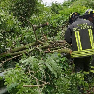 Pianta sulla strada in serata, Vigili del Fuoco al lavoro tra Sostegno e Crevacuore (foto di repertorio)