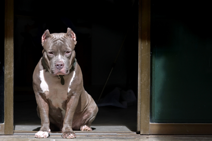 Dal Nord-ovest: aggredito da un pitbull mentre si allena: grave un 36enne di Cuneo - Foto di repertorio.