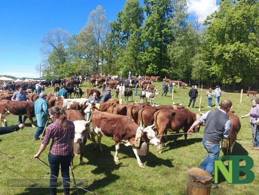 Pezzata Rossa di Oropa: 11ª Esposizione ad Occhieppo Superiore