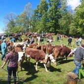Pezzata Rossa di Oropa: 11ª Esposizione ad Occhieppo Superiore Pezzata Rossa di Oropa: 11ª Esposizione ad Occhieppo Superiore