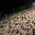 Pavignano, un gregge in transumanza popola via Ogliaro nella notte VIDEO Pavignano, un gregge in transumanza popola via Ogliaro nella notte VIDEO