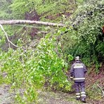 Alberi caduti sulle strade, viabilità interrotta a Valdilana