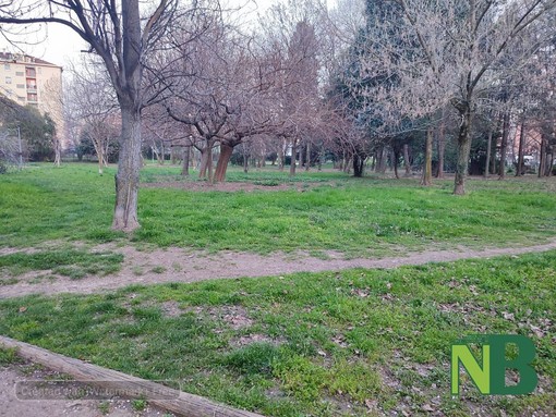 Parco della Rovere, previsto l'abbattimento di 40 alberi malati Parco della Rovere, previsto l'abbattimento di 40 alberi malati