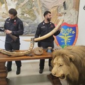 Dal Nord Ovest - Trappole nei boschi del Ticino, poi il blitz: sequestrati armi e un leone impagliato Dal Nord Ovest - Trappole nei boschi del Ticino, poi il blitz: sequestrati armi e un leone impagliato