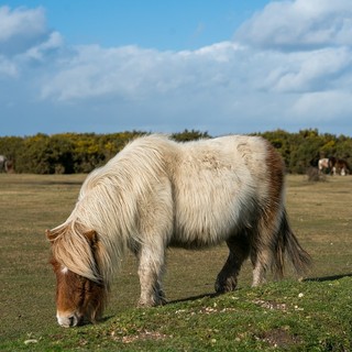 Foto di repertorio Foto di repertorio