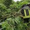 Maltempo, ancora piante a terra: oltre 20 interventi in tutta la giornata (foto di repertorio)
