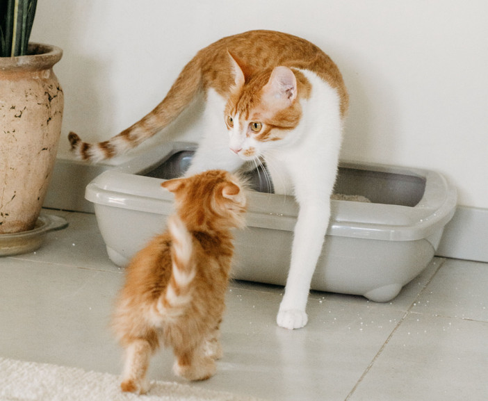 Borriana, nuovo servizio per la raccolta delle lettiere degli animali domestici