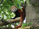 Si è spento Haiku, il primo panda rosso di Zoom Torino Si è spento Haiku, il primo panda rosso di Zoom Torino