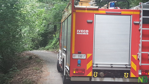 Maltempo, pianta sulla strada: arrivano i Vigili del Fuoco in Valle Elvo (foto di repertorio)