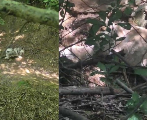 Pecora ferita in un dirupo, il cane di un’educatrice la veglia nei boschi di Lessona e Masserano fino all’arrivo dei soccorsi