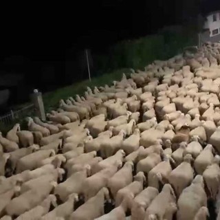 Pavignano, un gregge in transumanza popola via Ogliaro nella notte VIDEO