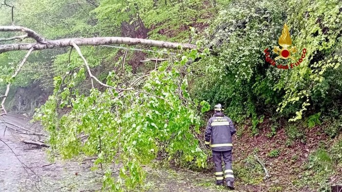 Crolla una grossa pianta e occupa tutta la strada, a Callabiana arrivano i Vigili del Fuoco (foto di repertorio) Crolla una grossa pianta e occupa tutta la strada, a Callabiana arrivano i Vigili del Fuoco (foto di repertorio)