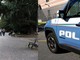 polizia lite