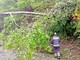 Vigili del Fuoco a Zubiena per una pianta caduta sulla provinciale , foto archivio vvf