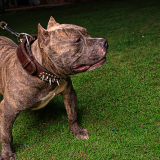 &quot;La colpa non è del cane, ma di chi lo gestisce. Serve grande responsabilità, soprattutto con certe razze&quot; - Foto di repertorio.