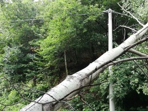 Albero cade sulla strada a Pavignano, interviene la Protezione civile, foto archivio