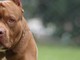 Cossato, pitbull libero aggredisce cane e padrona