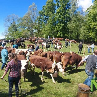 Pezzata Rossa di Oropa: 11ª Esposizione ad Occhieppo Superiore