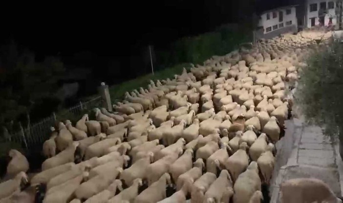 Pavignano, un gregge in transumanza popola via Ogliaro nella notte VIDEO Pavignano, un gregge in transumanza popola via Ogliaro nella notte VIDEO