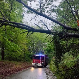 Maltempo, nottata di interventi per piante a terra nel Biellese (foto di repertorio)