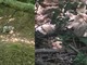 Pecora ferita in un dirupo, il cane di un’educatrice la veglia nei boschi di Lessona e Masserano fino all’arrivo dei soccorsi Pecora ferita in un dirupo, il cane di un’educatrice la veglia nei boschi di Lessona e Masserano fino all’arrivo dei soccorsi