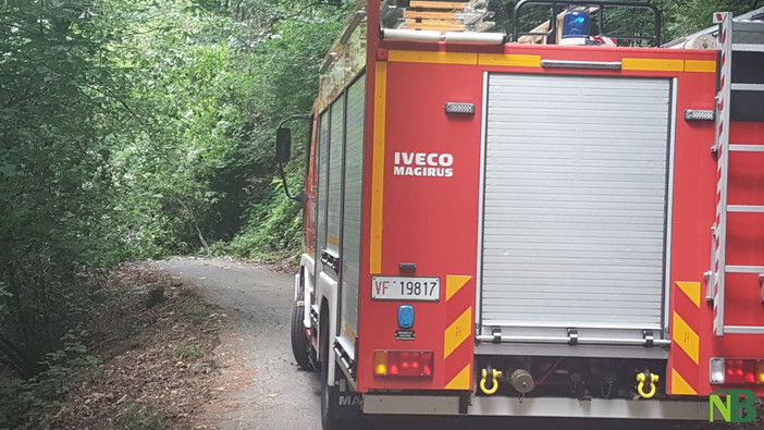 Maltempo, pianta sulla strada: arrivano i Vigili del Fuoco in Valle Elvo (foto di repertorio)