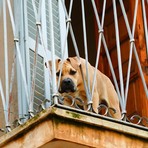 Cani lasciati sul balcone: quando è vietato e quali rischi corre il proprietario Cani lasciati sul balcone: quando è vietato e quali rischi corre il proprietario