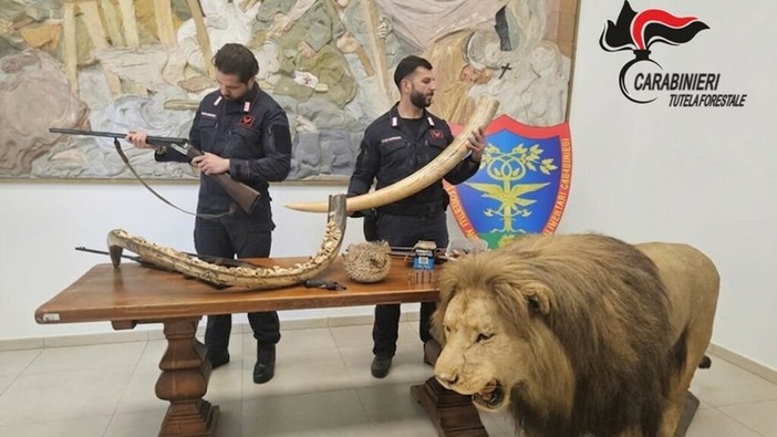 Dal Nord Ovest - Trappole nei boschi del Ticino, poi il blitz: sequestrati armi e un leone impagliato Dal Nord Ovest - Trappole nei boschi del Ticino, poi il blitz: sequestrati armi e un leone impagliato