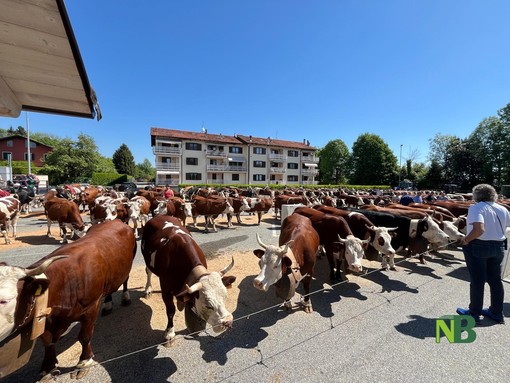 Si è rinnovato a Pralungo il tradizionale Raduno Zootecnico