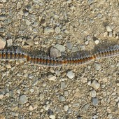 La Processionaria, pericolo per i cani e per l'uomo La Processionaria, pericolo per i cani e per l'uomo