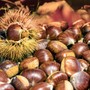 Profumi e sapori d’autunno a Valdilana con la Castagnata Benefica della Pro Loco di Trivero (foto di repertorio) Profumi e sapori d’autunno a Valdilana con la Castagnata Benefica della Pro Loco di Trivero (foto di repertorio)