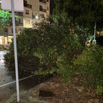 Tromba d’aria a Buronzo, piante a terra nella notte a Biella e Valdilana Tromba d’aria a Buronzo, piante a terra nella notte a Biella e Valdilana