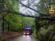 Maltempo, nottata di interventi per piante a terra nel Biellese (foto di repertorio) Maltempo, nottata di interventi per piante a terra nel Biellese (foto di repertorio)